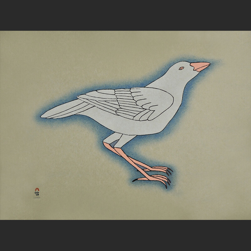 white raven Qavavau Manumie White Raven Cape Dorset Print Collection 2015 Stonecut & Stencil 18 ½" x 24" $700